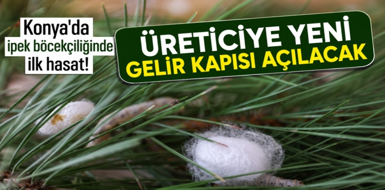 Konya’da İpek Böcekçiliğinde İlk Hasat