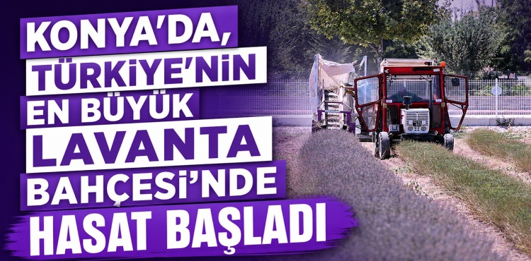 Konya’da, Türkiye’nin En Büyük Lavanta Bahçesi’nde Hasat Başladı
