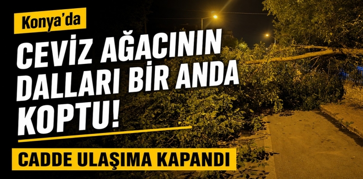 Konya’da Ceviz Ağacının Dalları Bir Anda Koptu Cadde Ulaşıma Kapandı